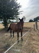 Verveine cherche sa future famille