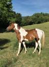 demi sang arabe pie 99,61&uml;% 2 ans