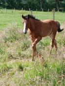 Foal m&acirc;le SF