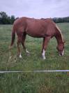 Cheval loisirs hongre 10 ans 