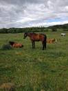 Cheval loisirs hongre 10 ans 