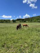 Cheval loisirs hongre 10 ans 