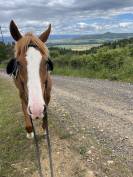 Cheval loisirs hongre 10 ans 