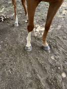 Cheval loisirs hongre 10 ans 