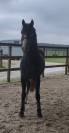 Poney D 3ans non debourr&eacute; 
