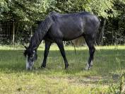 Poney D 3ans non debourr&eacute; 
