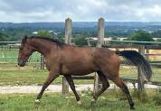 Trotteur hongre 5 ans