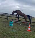 Trotteur hongre 5 ans