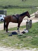 Trotteur hongre 5 ans