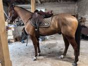 Trotteur hongre 5 ans