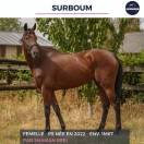 SURBOUM - PS - 4 ANS 
