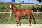 Cheval &agrave; vendre 