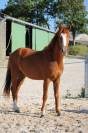 Cheval &agrave; vendre 