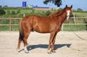 Cheval &agrave; vendre 
