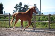 Cheval &agrave; vendre 
