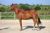 Cheval &agrave; vendre 