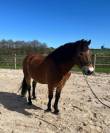 Poney &agrave; vendre