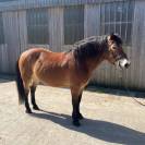 Poney &agrave; vendre