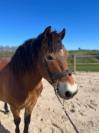 Poney &agrave; vendre
