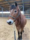 Poney &agrave; vendre