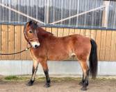 Poney &agrave; vendre