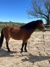 Poney &agrave; vendre