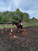 Aiko &ndash; Jument ONC bai &ndash; 16 ans &ndash; 1m55 &ndash; ch famille 5*