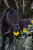 Saillie shetland 