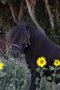 Saillie shetland 