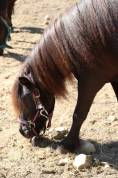Saillie shetland 