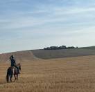Najiz, hongre PP, 3 ans, d&eacute;bourr&eacute;