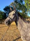 Cheval Hongre de 5 ans 