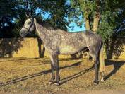 Cheval Hongre de 5 ans 