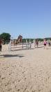 poney 5 ans pour faire les AS