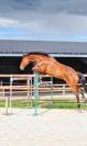 hongre de 8 ans avec un bon potentiel en CSO