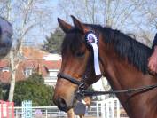 hongre de 8 ans avec un bon potentiel en CSO