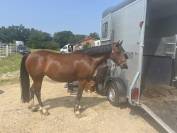 Ponette Lempicka d&rsquo;Ana 