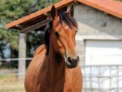 Ponette Lempicka d&rsquo;Ana 
