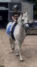 Lieve en brave Welsh pony D