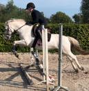 Lieve en brave Welsh pony D