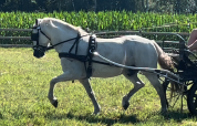 Lieve en brave Welsh pony D