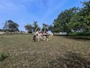 Propiedad ecuestre En venta Orne