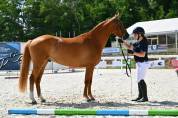 Hongre PFS 3 ans