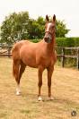 Hongre PFS 3 ans