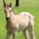 Poulain Appaloosa