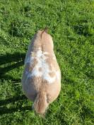 Poulain Appaloosa