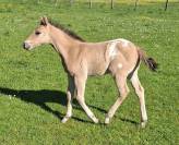 Poulain Appaloosa