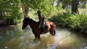 Gentil cheval 6 ans 