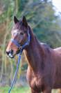 Gentil cheval 6 ans 