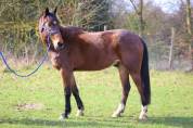 Gentil cheval 6 ans 
